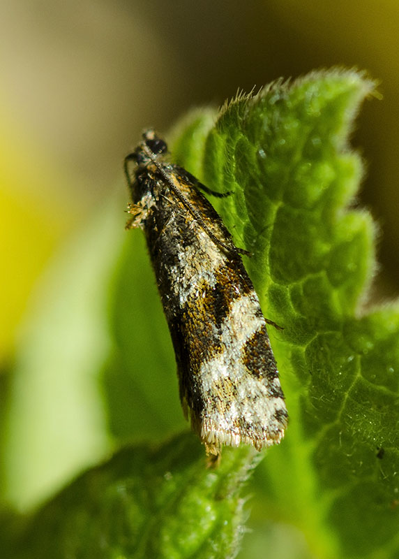 Tortricidae - Argyrotaenia ljungiana